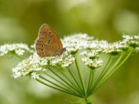 Brauner Waldvogel oder Schornsteinfeger
